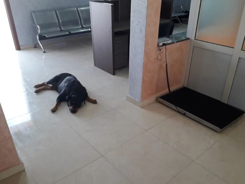 Cabinet Vétérinaire El Jadida - Dr.Salma Kandil