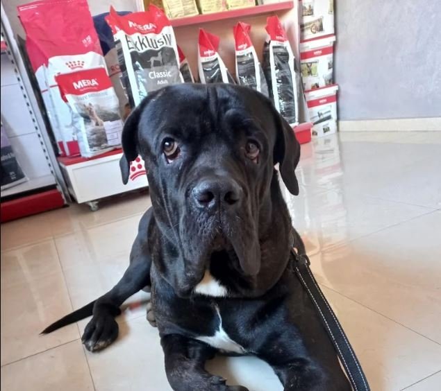 Cabinet Vétérinaire El Jadida - Dr.Salma Kandil