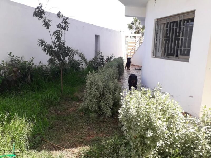 Cabinet Vétérinaire El Jadida - Dr.Salma Kandil