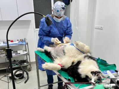 Cabinet Vétérinaire El Barhmi – Sidi Slimane